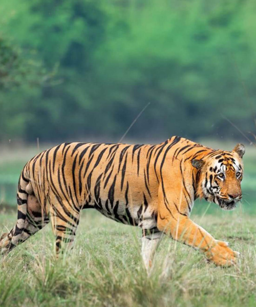 Taj With Tiger Tour