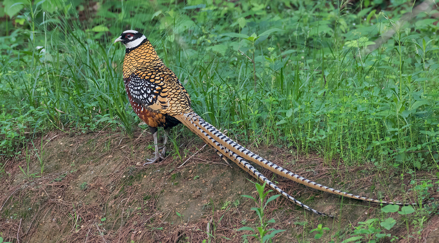 South India Bird Watching Tour