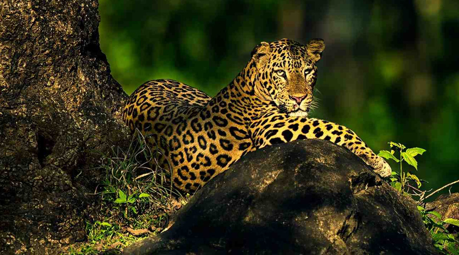Wildlife Tour Karnataka