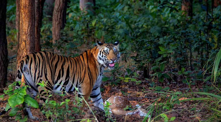 Tiger Photography Tour