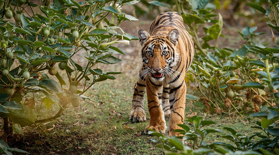 Rajasthan with Tiger Tour