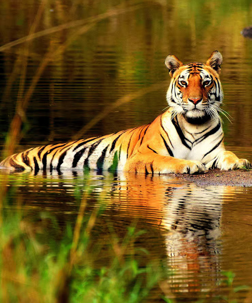 Ganges Taj & Tiger Tours