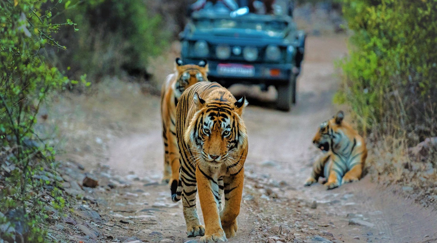 Ganges Taj & Tiger Tours