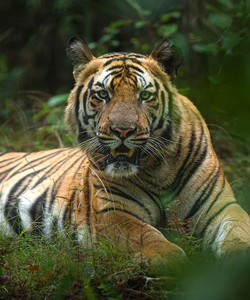 Golden Triangle with Tiger
