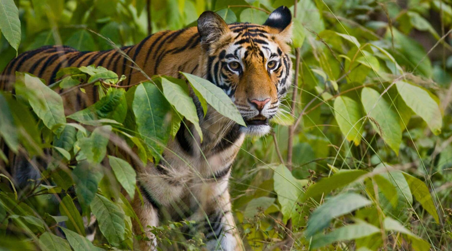 Taj With Tiger Tour