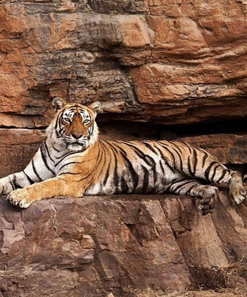 Rajasthan with Tiger Tour