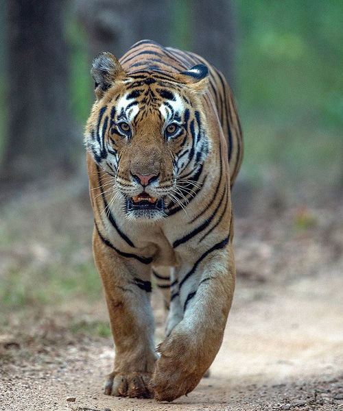 Tiger Special Tour
