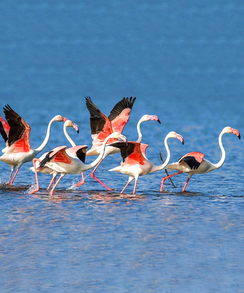 South India Bird Watching Tour