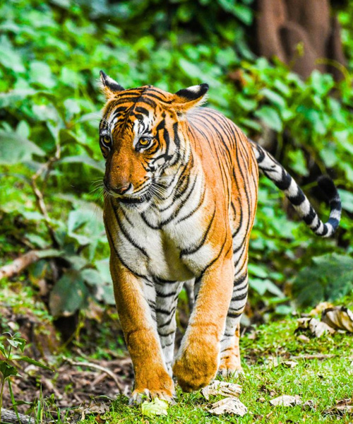 Tiger Photography Tour