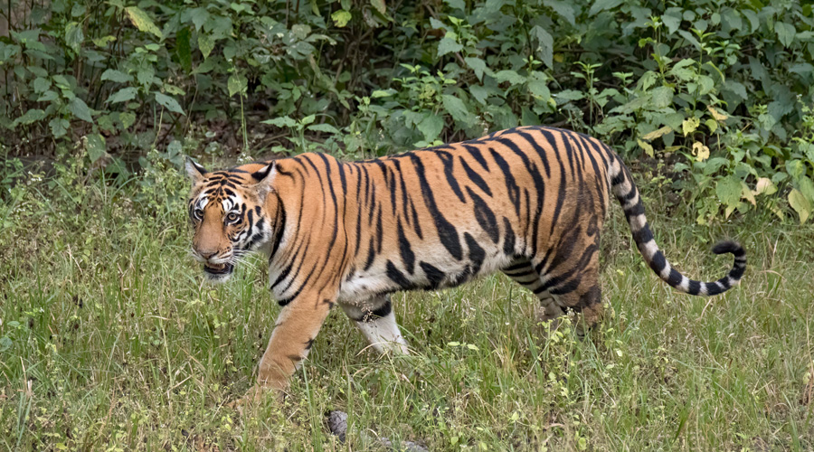 Golden Triangle with Tiger