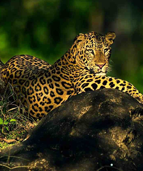 Wildlife Tour Karnataka